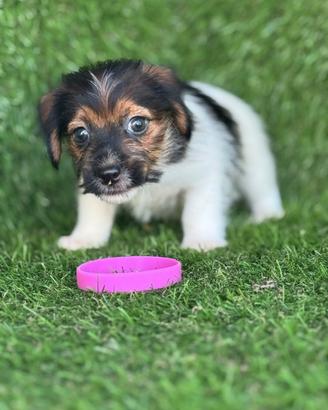 Jack russell broken