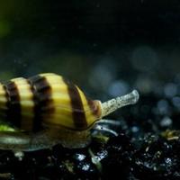 Lumache Helena (Anentome helena)