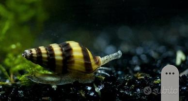 Lumache Helena (Anentome helena)