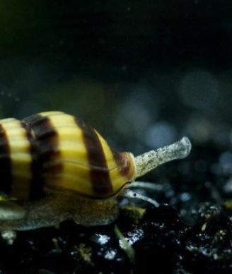 Lumache Helena (Anentome helena)