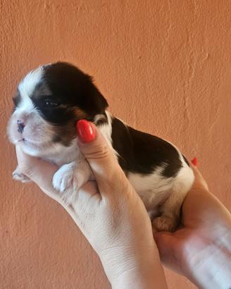 Cuccioli Cavalier King