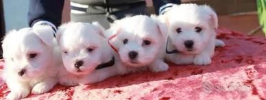 Cuccioli di Coton de Tuléar con Pedigree