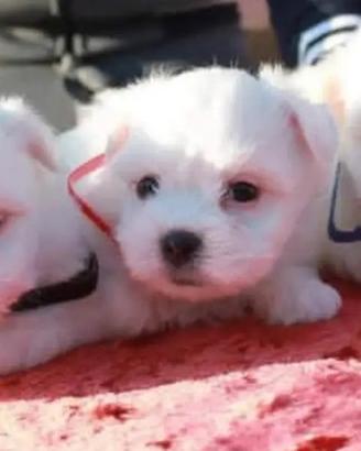 Cuccioli di Coton de Tuléar con Pedigree