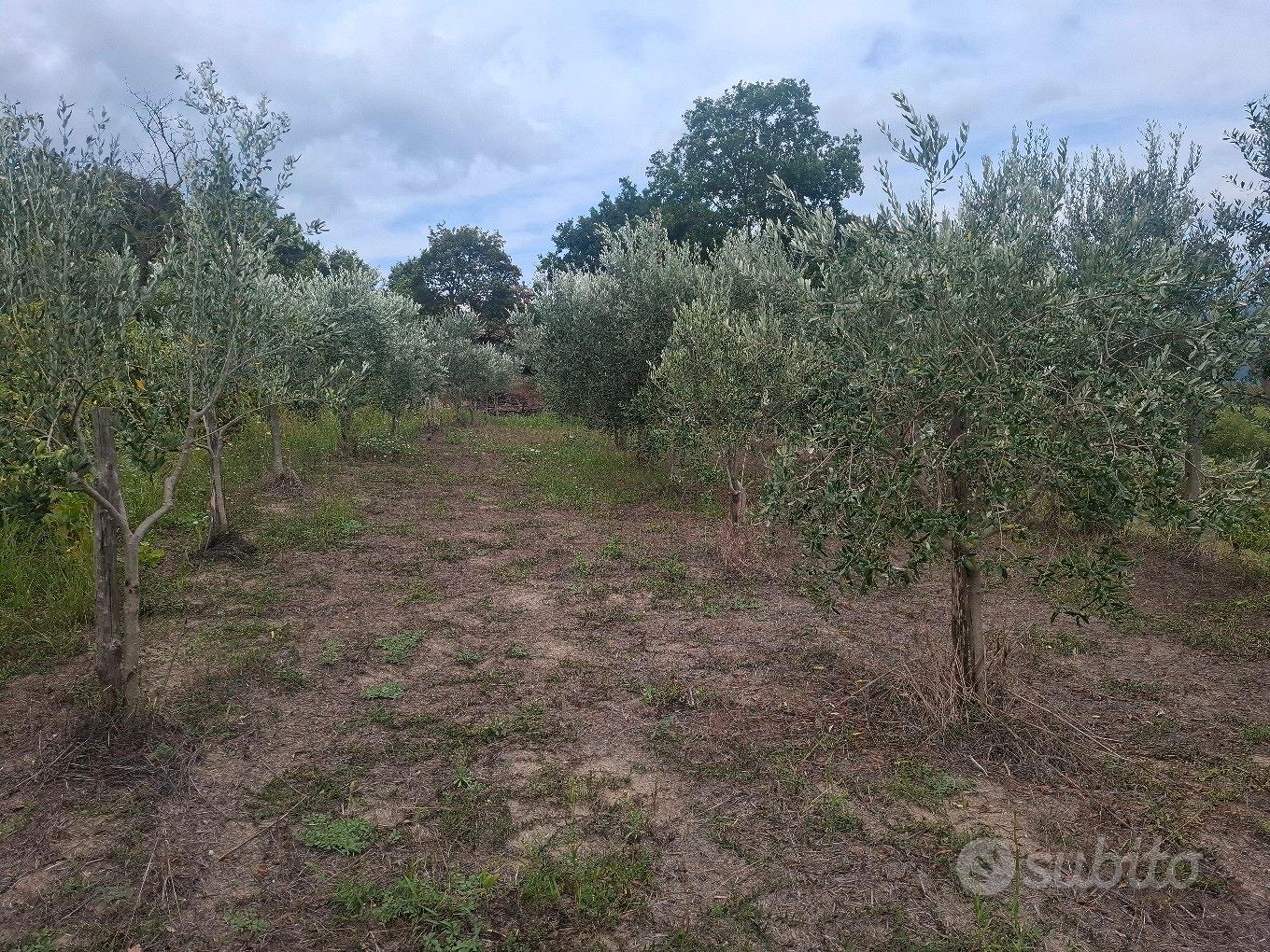Terreno agricolo con pertinenze di circa 1000 mq - Vista 5