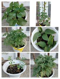 6 vasetti erbe officinali edibili che fanno fiori 