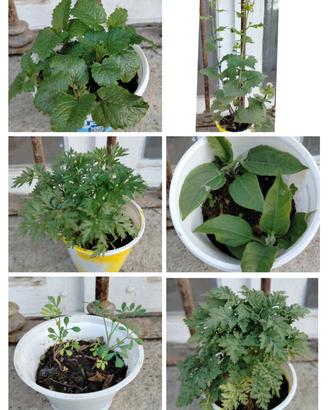 6 vasetti erbe officinali edibili che fanno fiori 