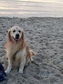 Golden retriever maschio per accoppiamento