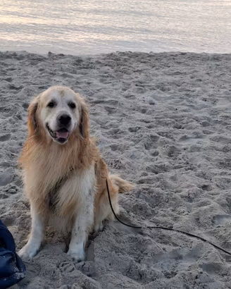 Golden retriever maschio per accoppiamento