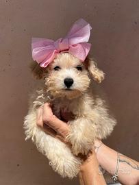 Cucciola di barboncino toy