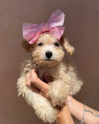 Cucciola di barboncino toy