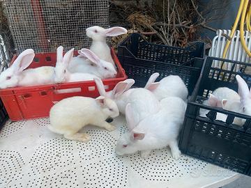 Conigli da riproduzione