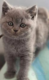 Gattini British shortair