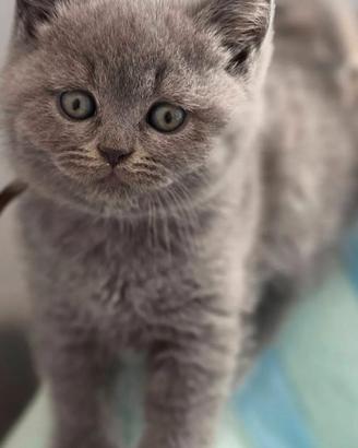Gattini British shortair