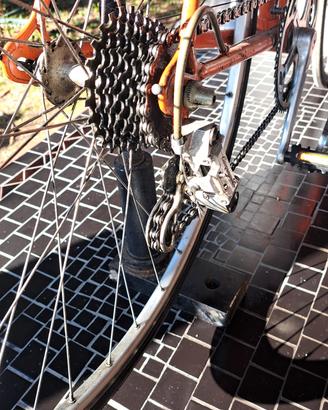 Olmo da corsa vintage 