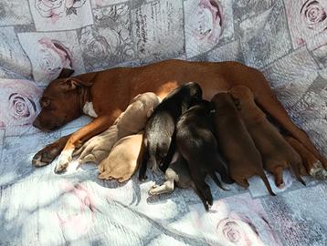 Cuccioli American Pit bull terrier