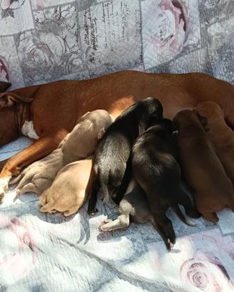Cuccioli American Pit bull terrier