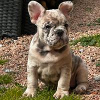 Bulldog francesi