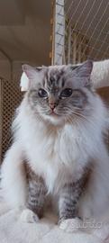 Ragdoll adulta