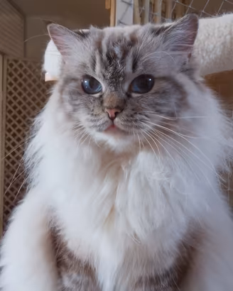 Ragdoll adulta