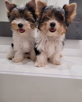 yorkshire biewer terrier 