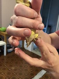 Geco ciliatus femmina
