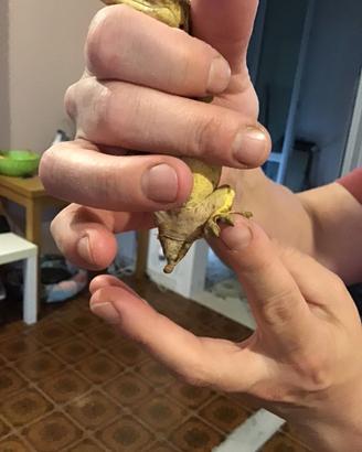 Geco ciliatus femmina