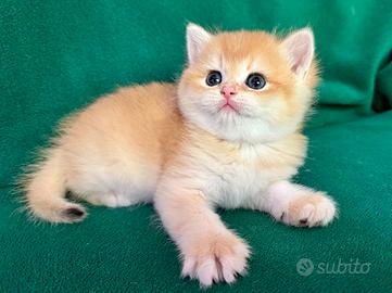 Gattini British maschietti. Scottish Straight