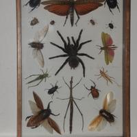 Bacheca/quadro insetti imbalsamati