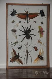 Bacheca/quadro insetti imbalsamati