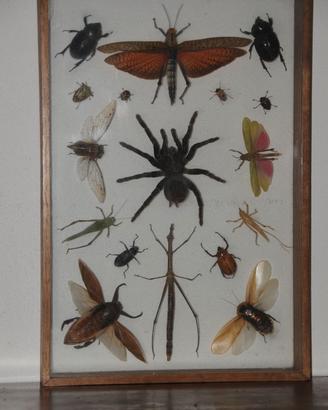 Bacheca/quadro insetti imbalsamati