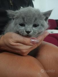 Gattini scottish Fold e Stright