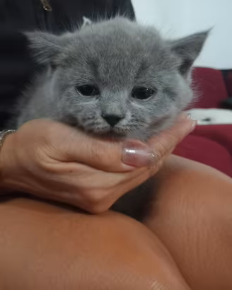 Gattini scottish Fold e Stright