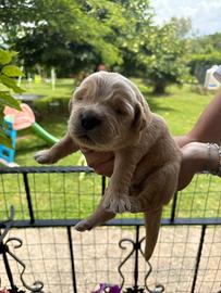 Cuccioli golden retriever