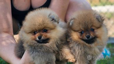 Spitz Pomerania nano