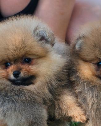 Spitz Pomerania nano