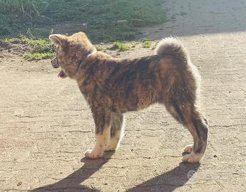 Cucciolo di Akita Inu