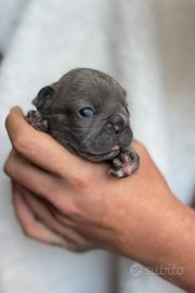 Bulldog francese