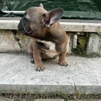 Bulldog francese