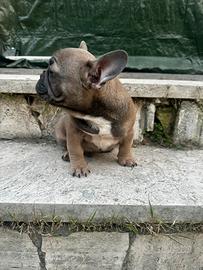 Bulldog francese