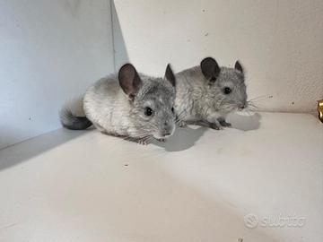 Cuccioli di cincilla'