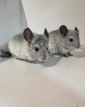 Cuccioli di cincilla'