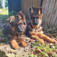 Ultimi cuccioli di Pastore Tedesco