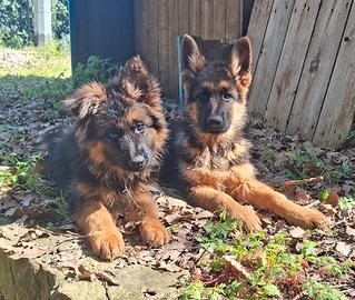 Ultimi cuccioli di Pastore Tedesco