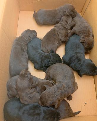 labrador chocolat e neri