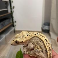 Geco Crestato Femmina