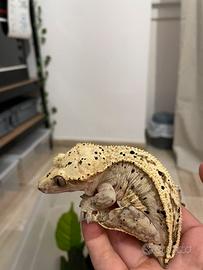 Geco Crestato Femmina