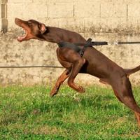 Bobermann per accoppiamento