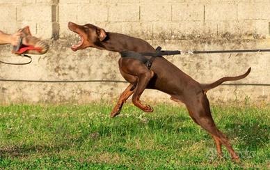 Bobermann per accoppiamento