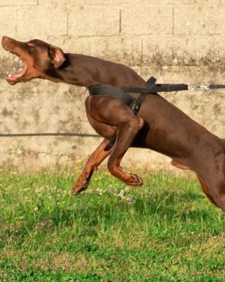 Dobermann per accoppiamento