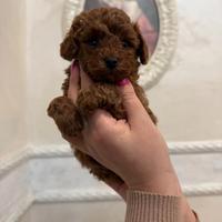 Barboncino Miny tot redbrown